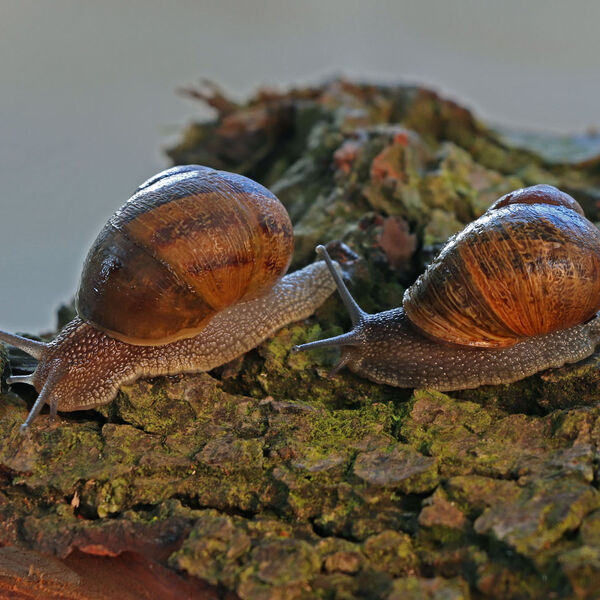Snails on a log