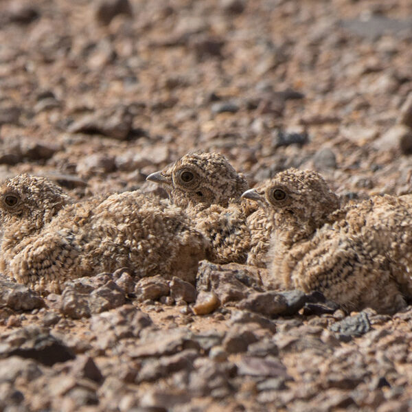 Spotted Sandgrouse chick