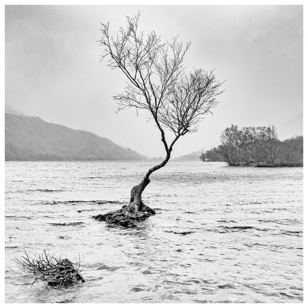 The Lone Tree, Llyn Padarn