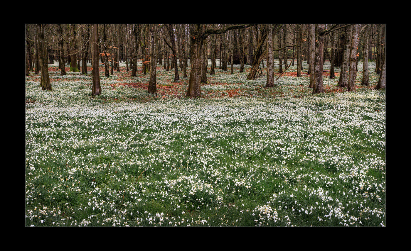 Welford Park snowdrops