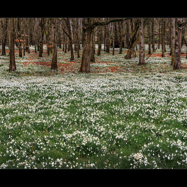 Welford Park snowdrops