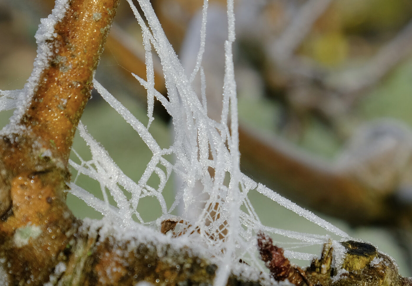 Winter web