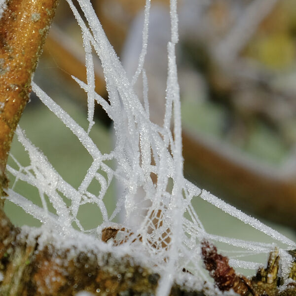 Winter web