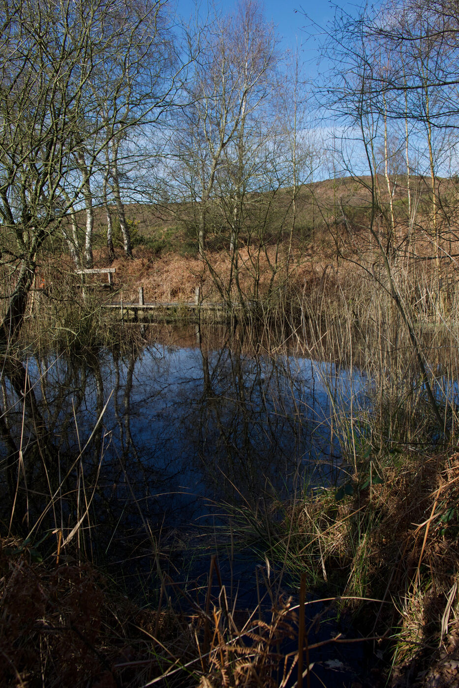 Woodland Pond