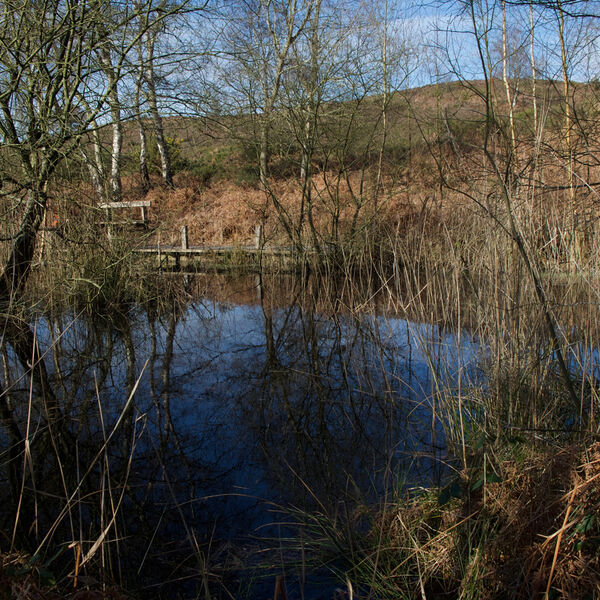 Woodland Pond