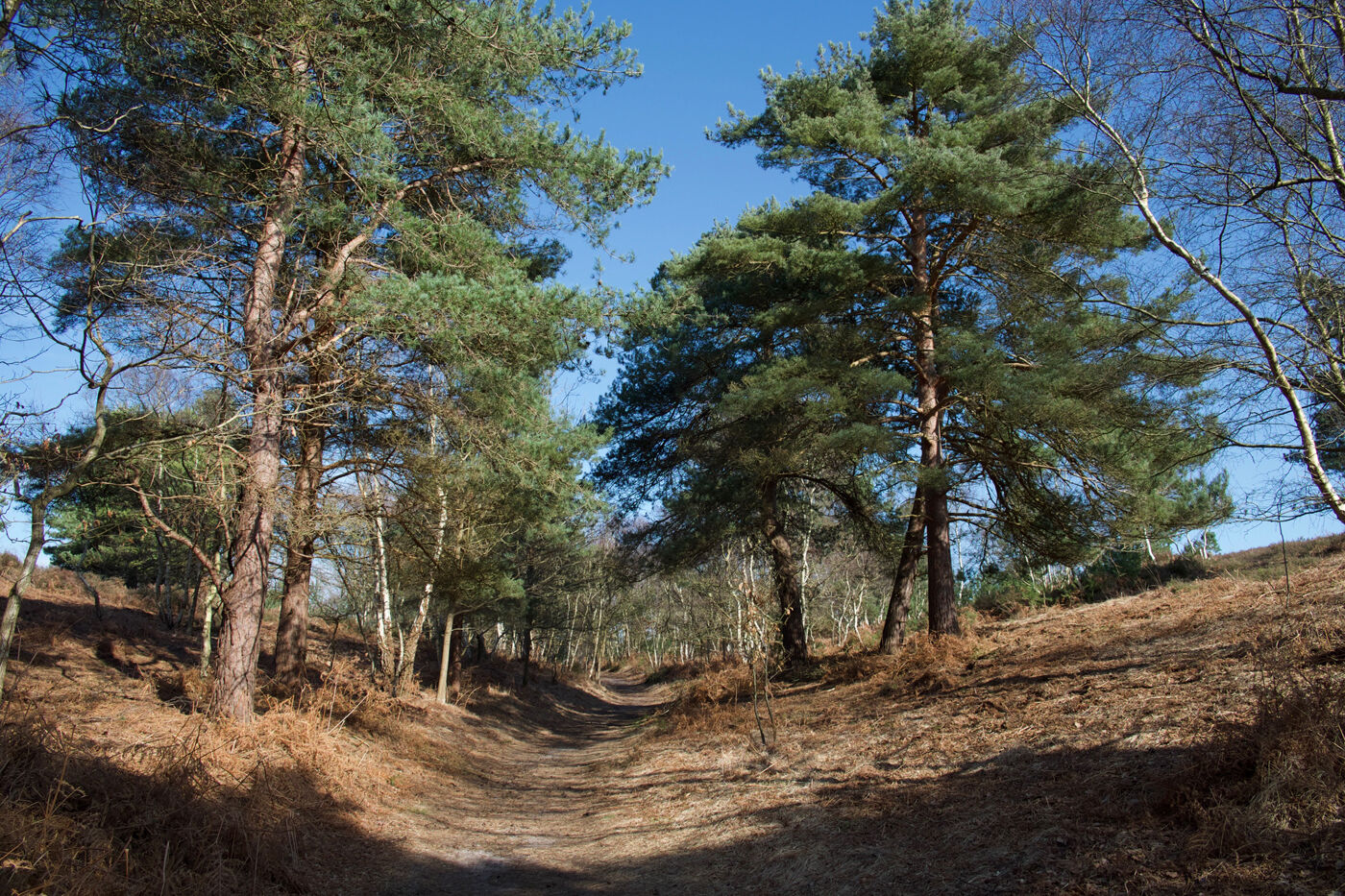 Woodland Walk