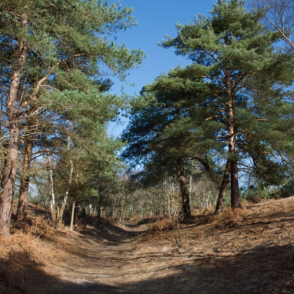 Woodland Walk