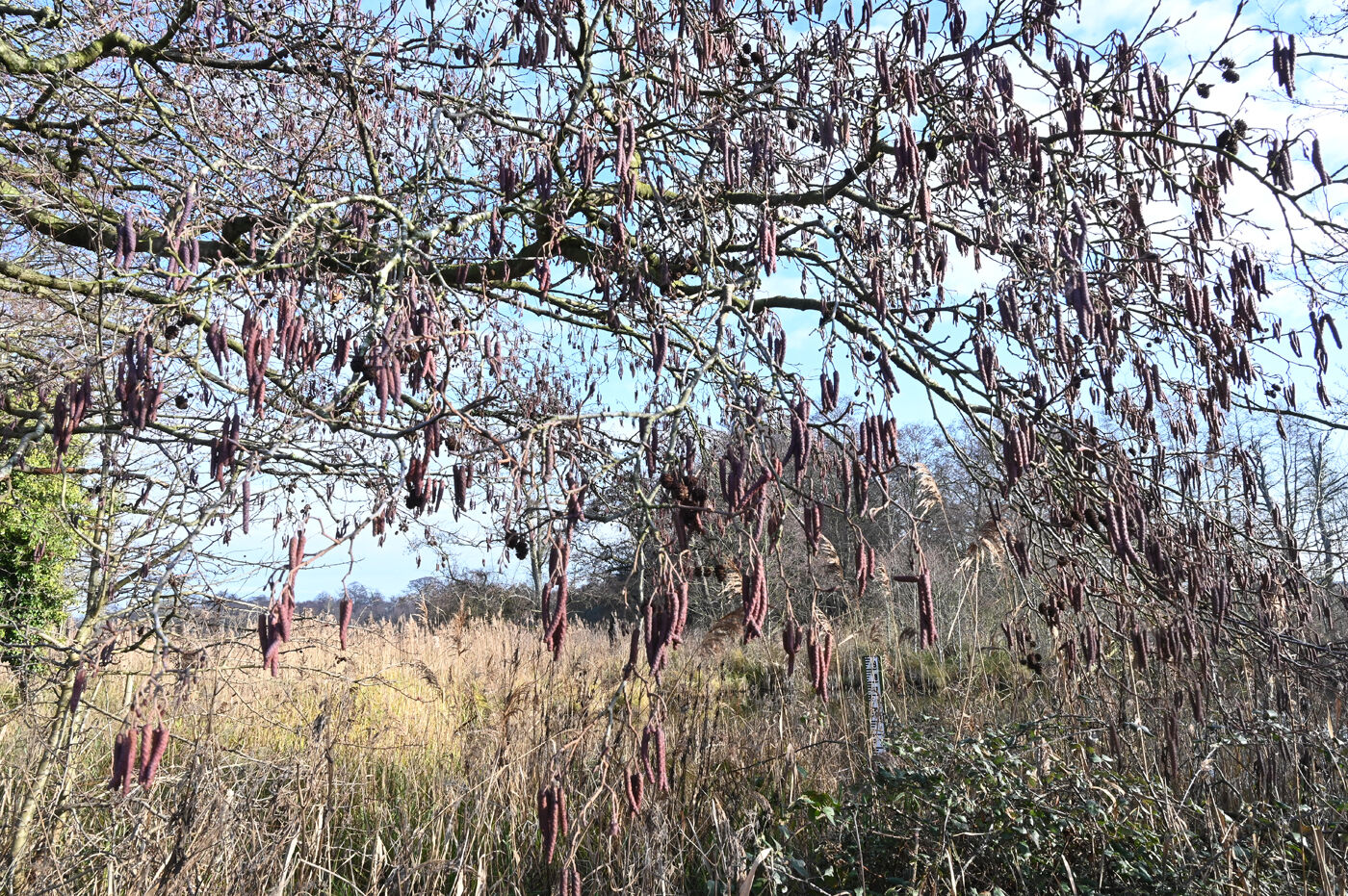 Catkins