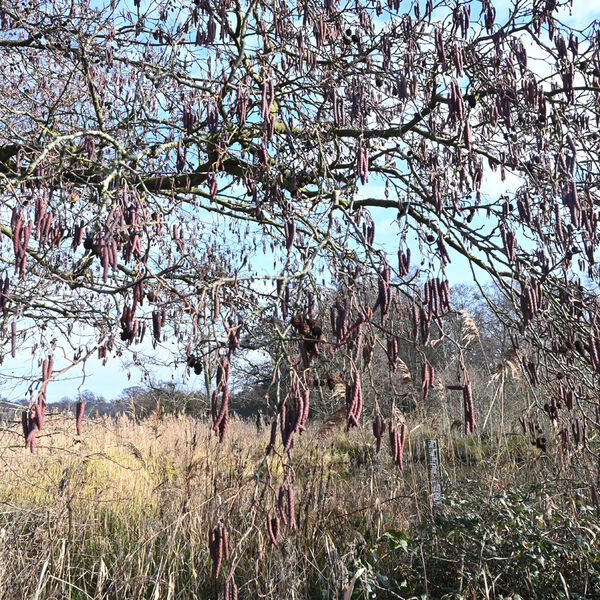 Catkins