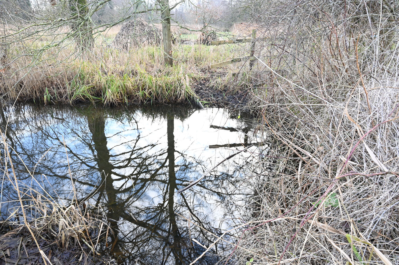 Pond