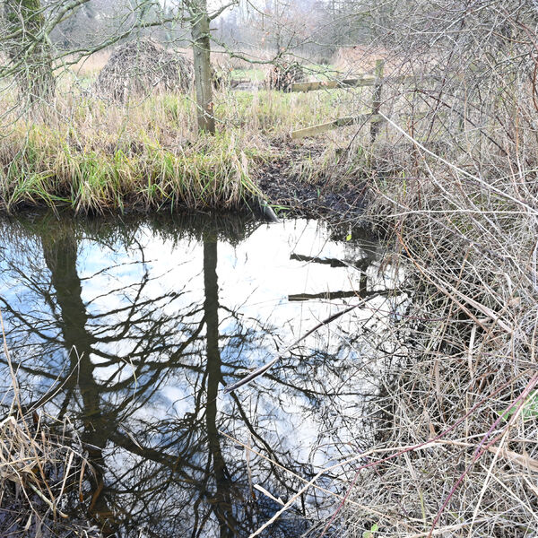 Pond
