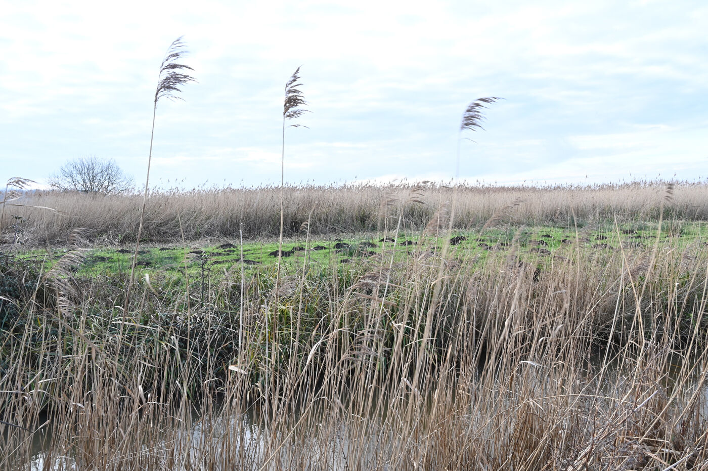 Reeds