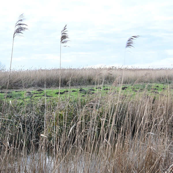 Reeds