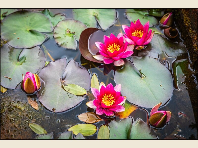 12. Water (Rose) Lily