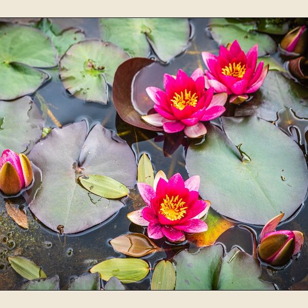 12. Water (Rose) Lily