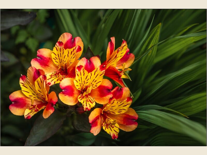 13. Peruvian Lily