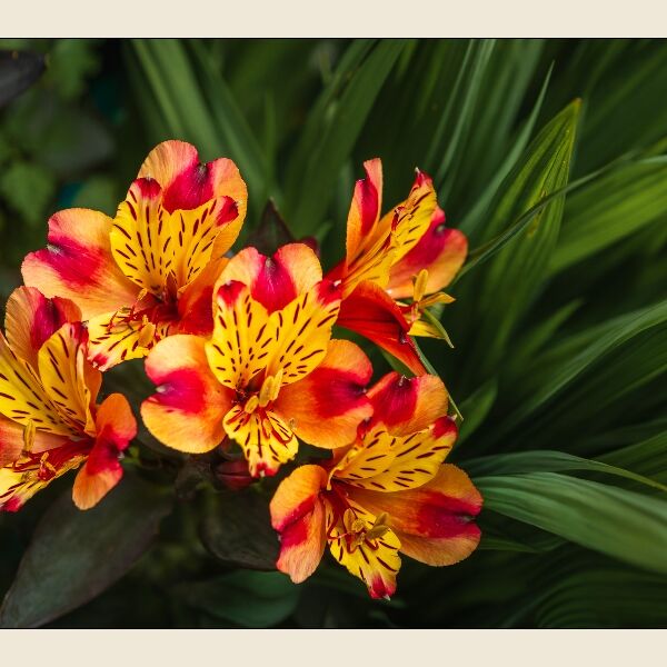 13. Peruvian Lily