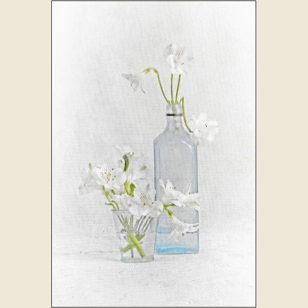 Member of the Month: Kim