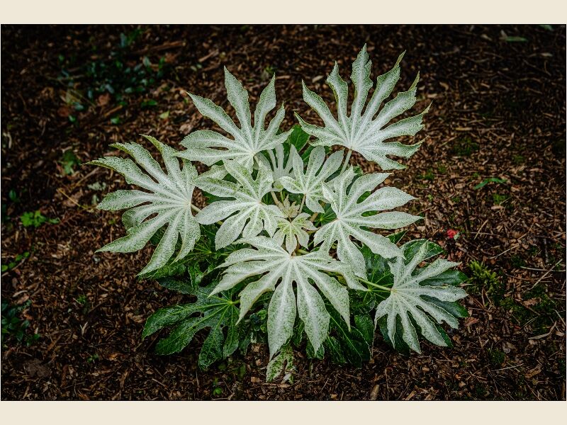 2. Japanese Aralia
