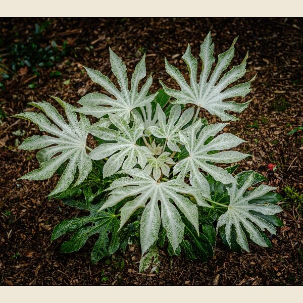 2. Japanese Aralia