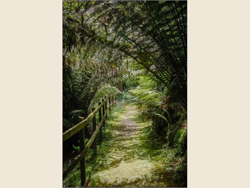 3. Tree fern Dell (1)