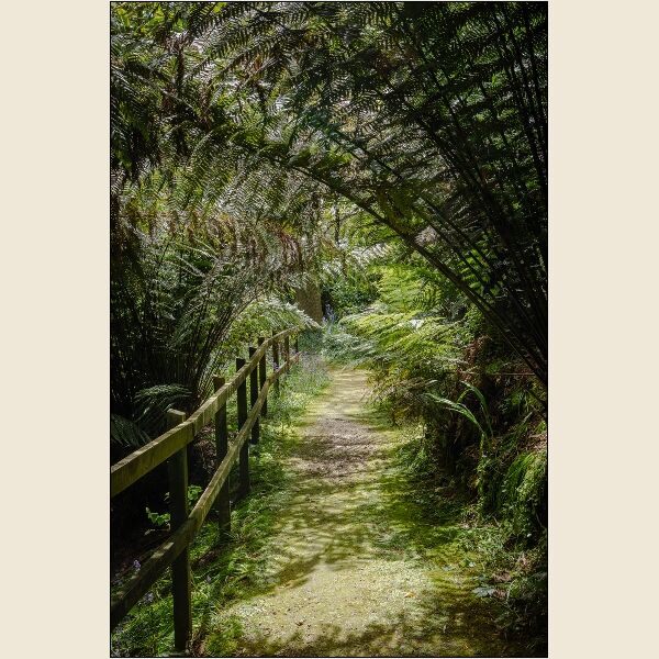 3. Tree fern Dell (1)