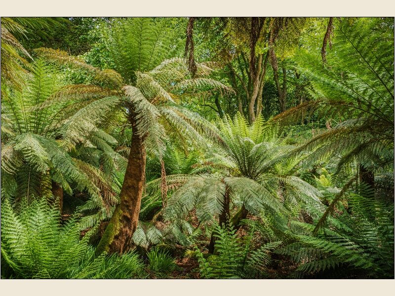 4. Tree fern Dell (2)