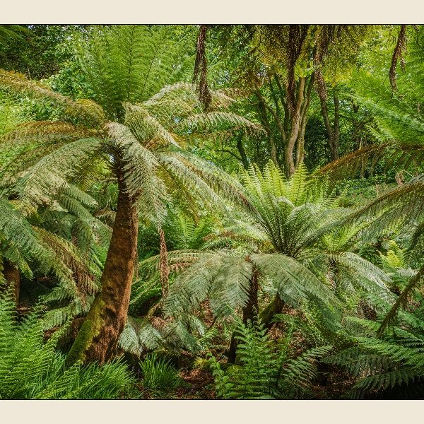 4. Tree fern Dell (2)