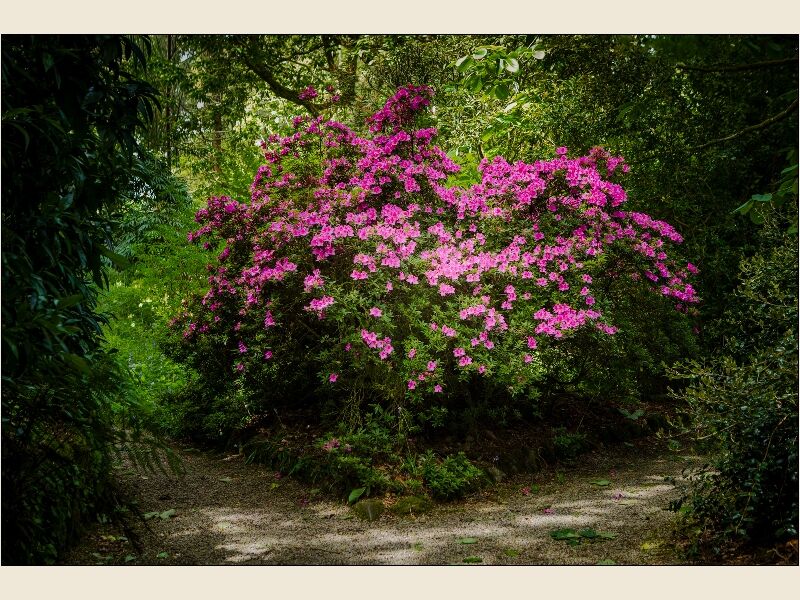 5. Azaleas
