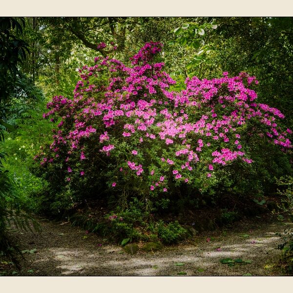 5. Azaleas