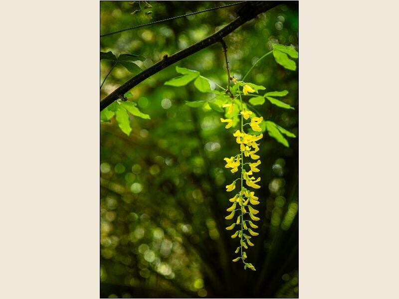6. Laburnum
