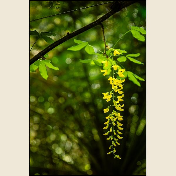 6. Laburnum