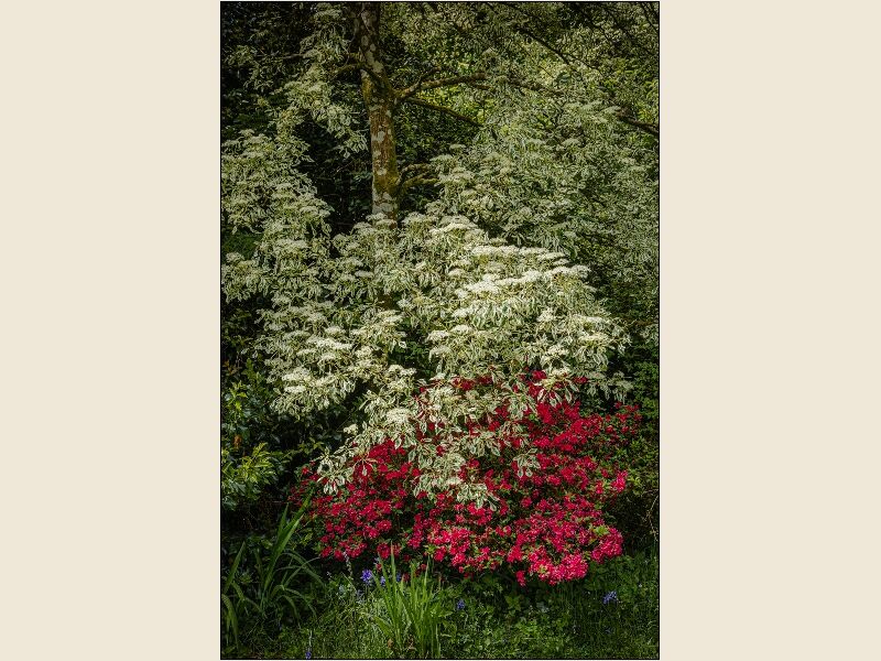 7. Elder Shrub