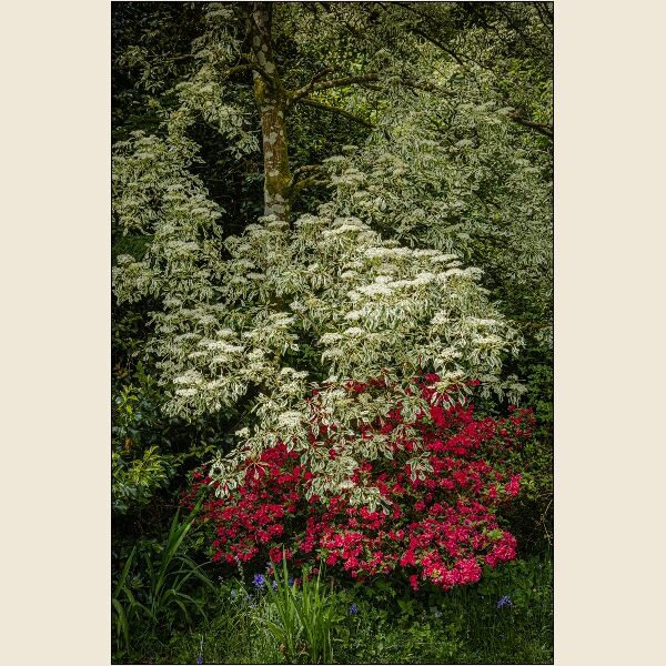 7. Elder Shrub