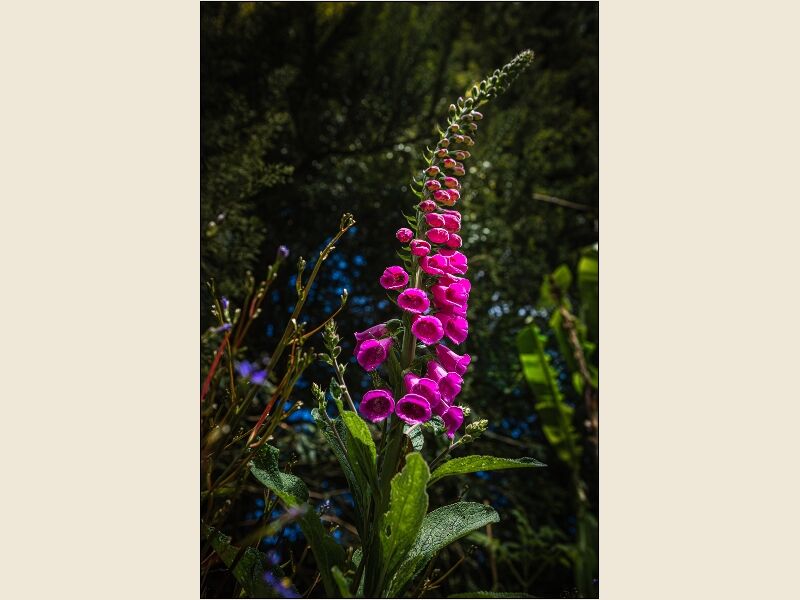 8. Foxglove