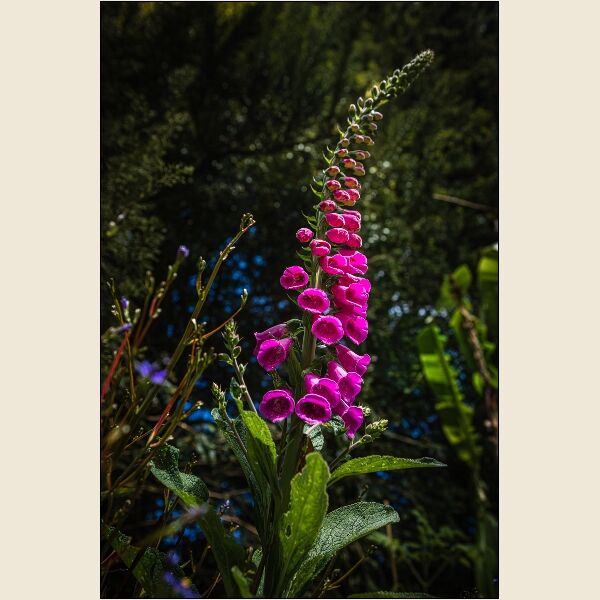 8. Foxglove