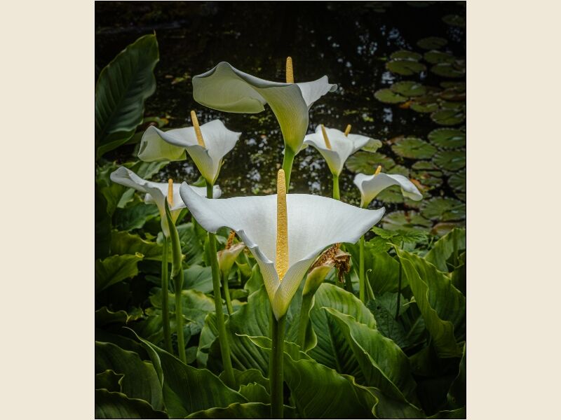 9. Calla (arum) Lilies