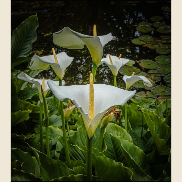 9. Calla (arum) Lilies