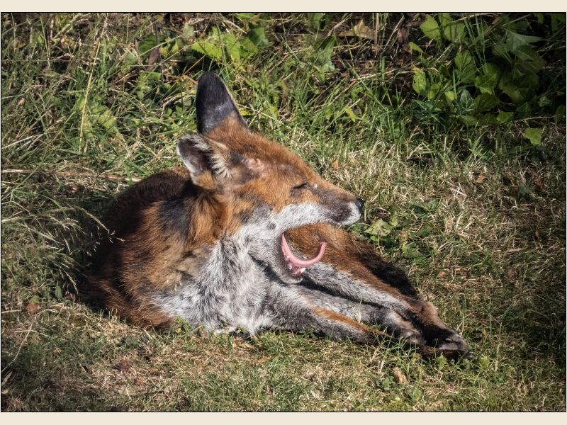 A Lazy Fox in my Garden