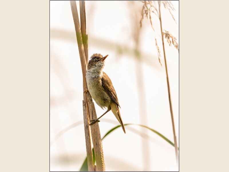 AndyHaynes - Reed Warbler