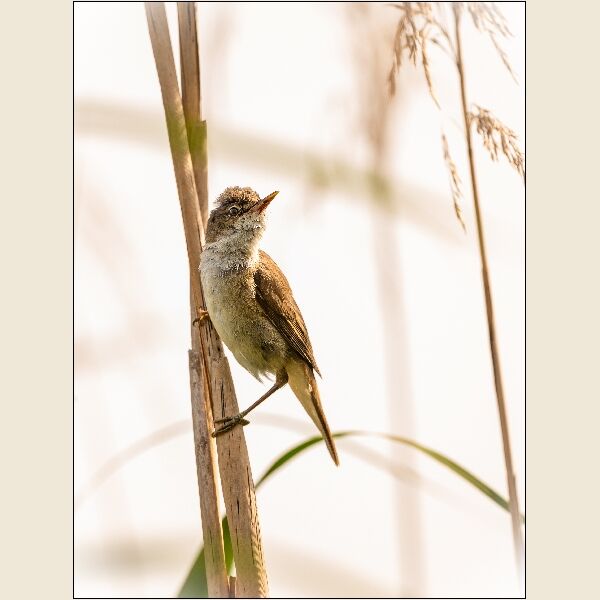 AndyHaynes - Reed Warbler