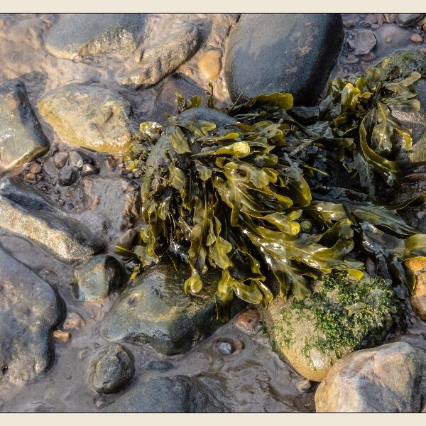 Bladder Wrack