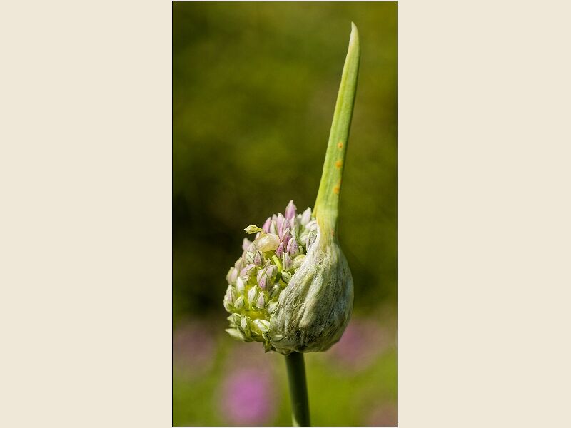 Botanical Gardens 2