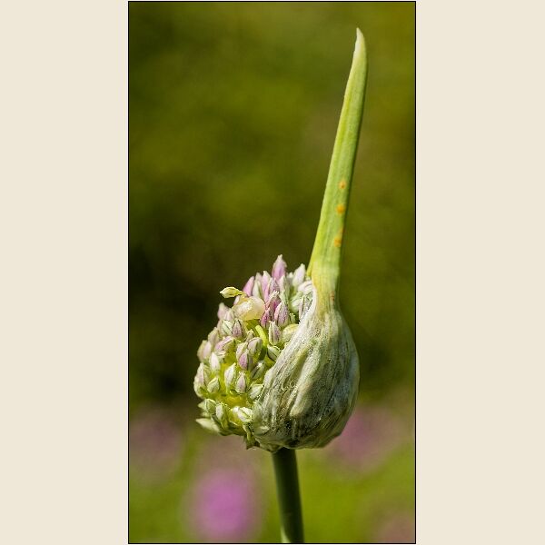 Botanical Gardens 2