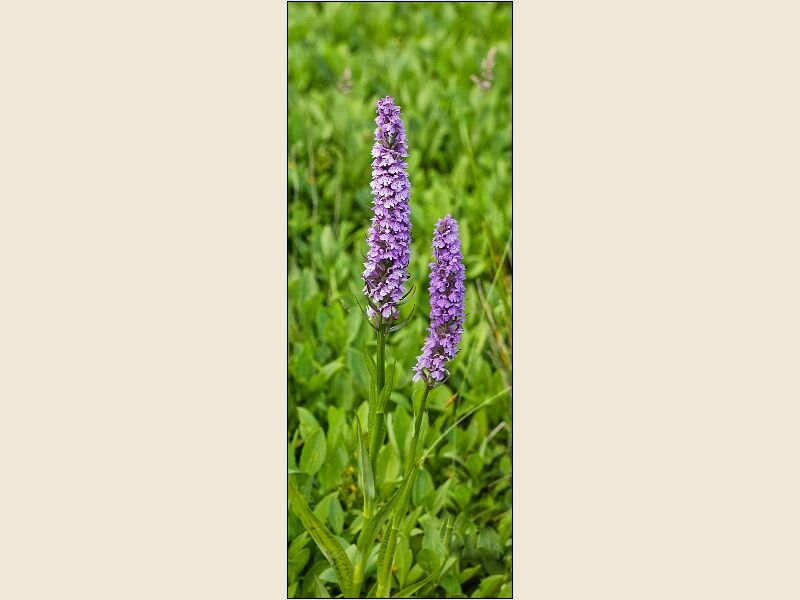 Botanical Gardens 3