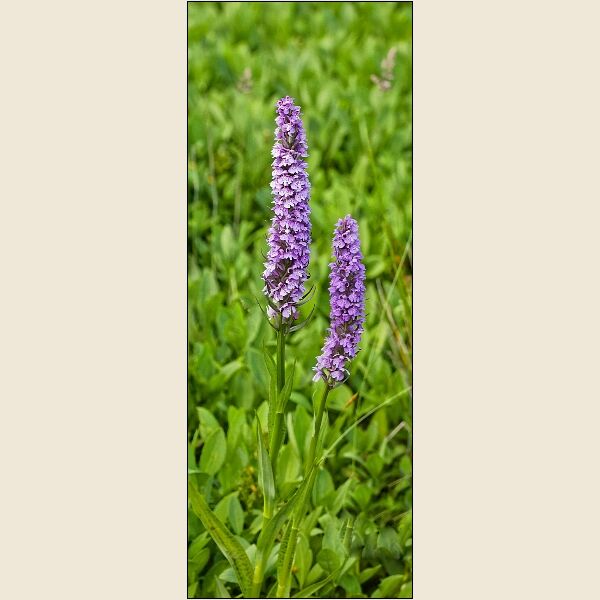 Botanical Gardens 3