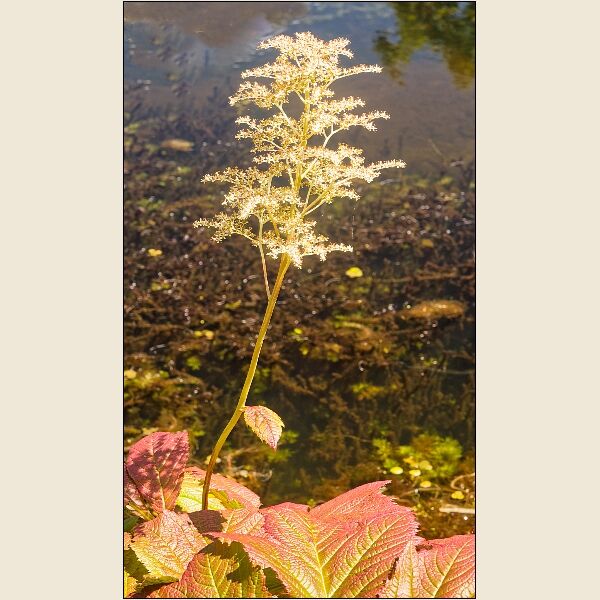 Botanical Gardens 6