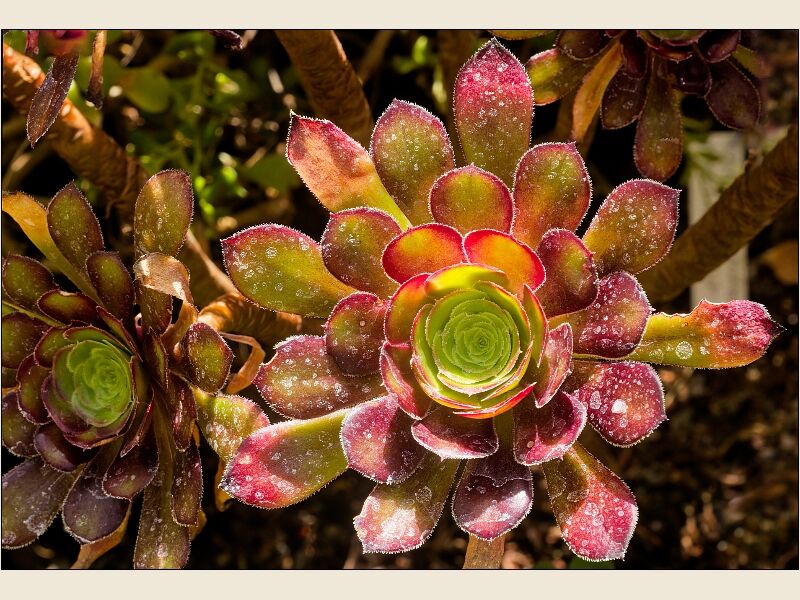 Botanical Gardens 7
