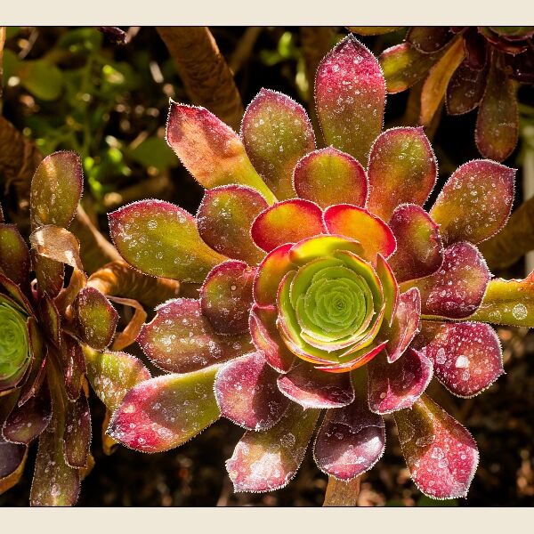 Botanical Gardens 7