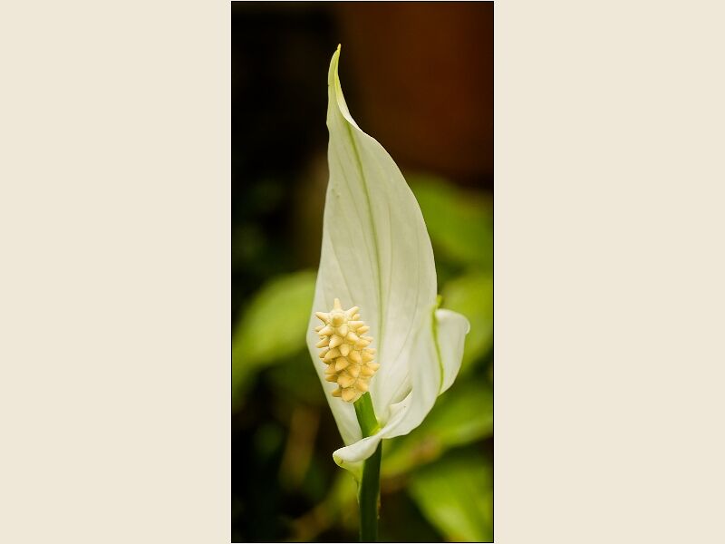 Botanical Gardens 8